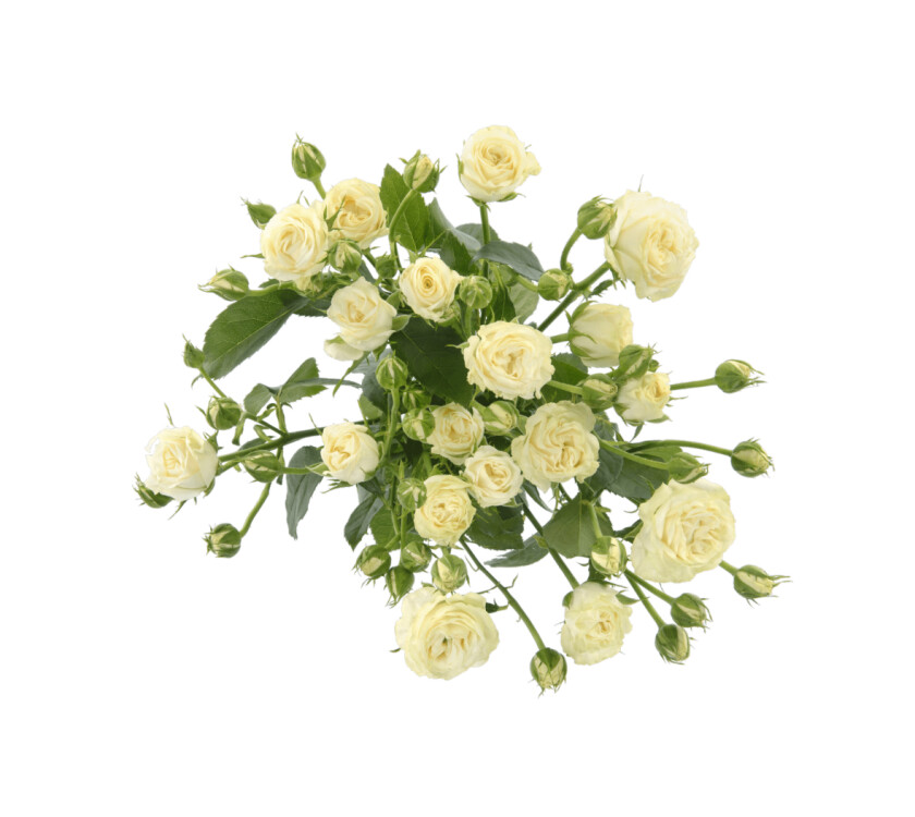 Спрей Роза беларусь 60