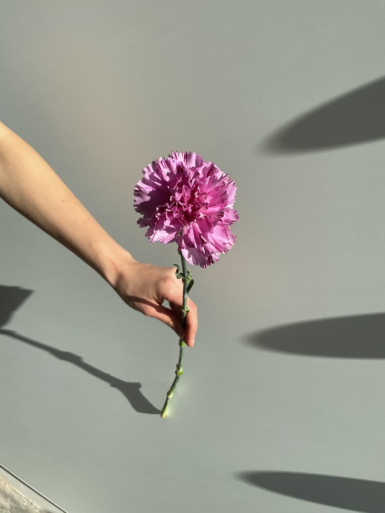 Гвоздика одноголовая фиолетовая