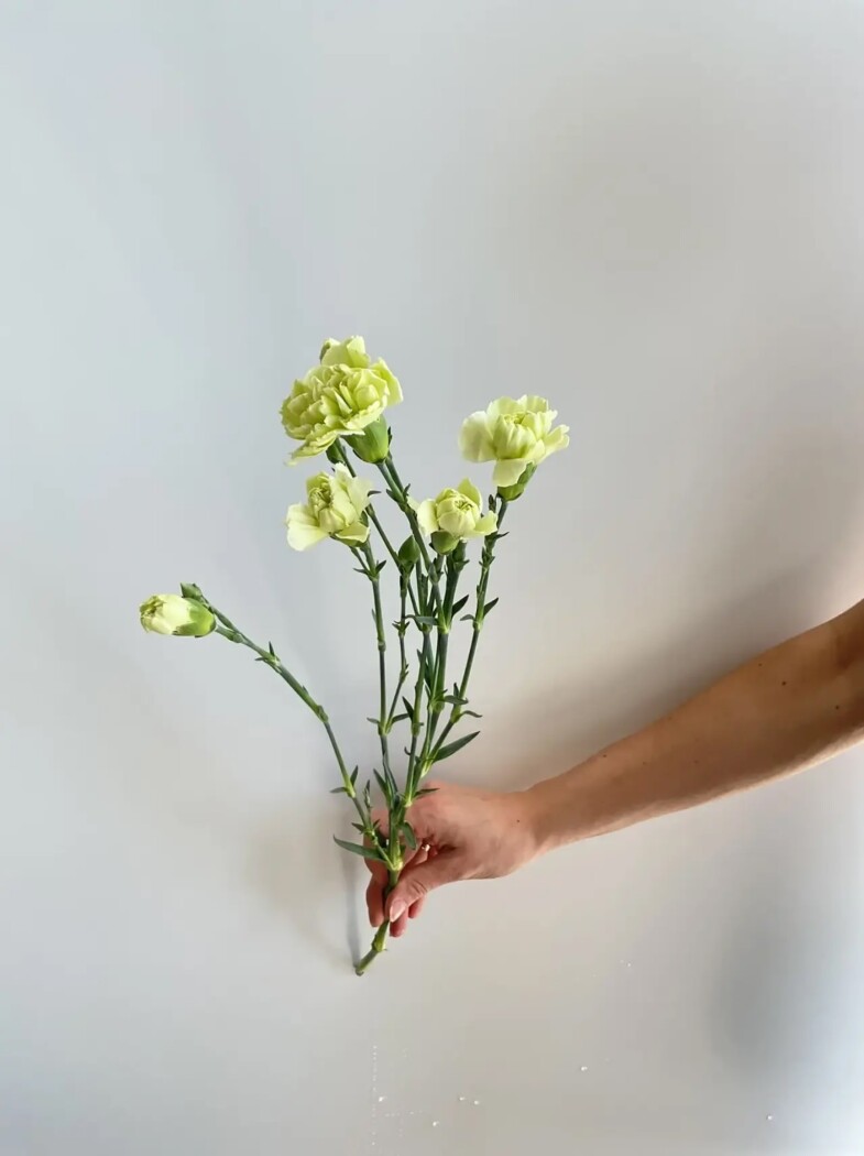 гвоздика кустовая зеленая