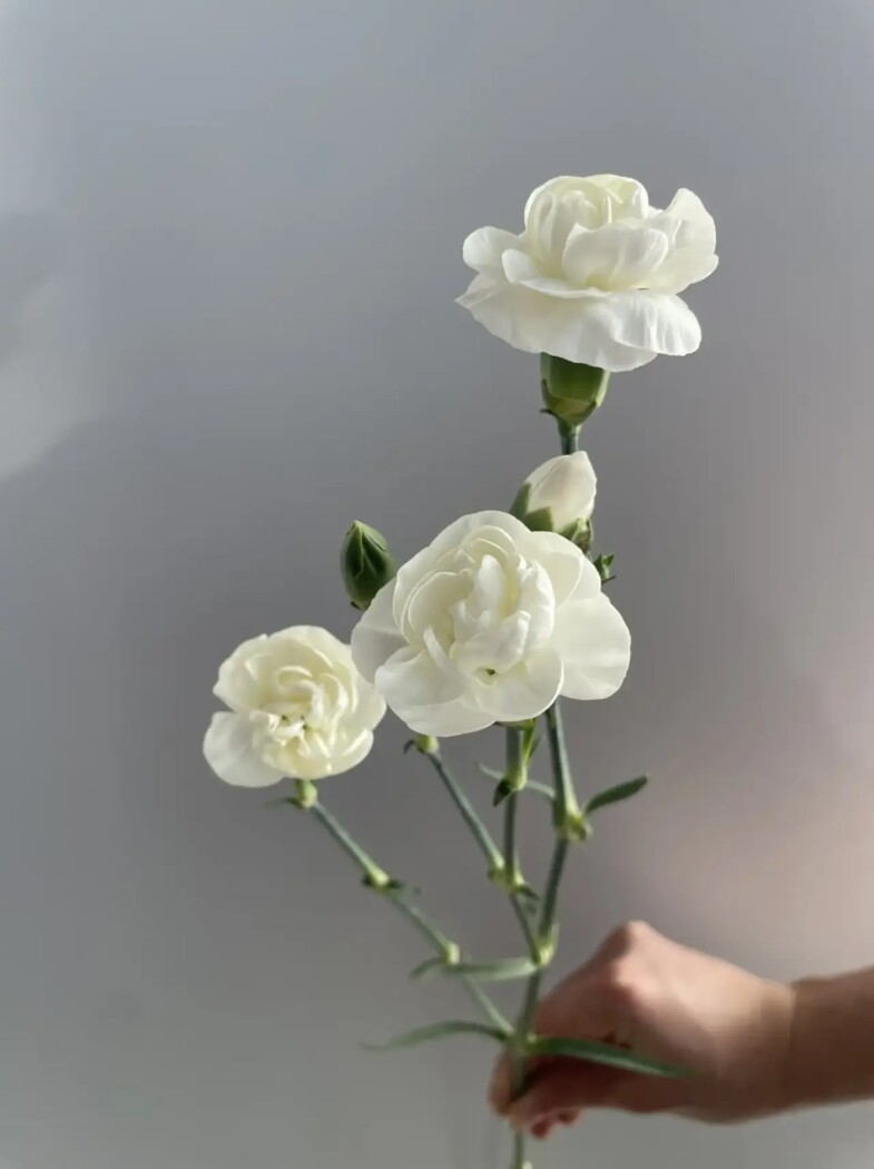 гвоздика кустовая белая