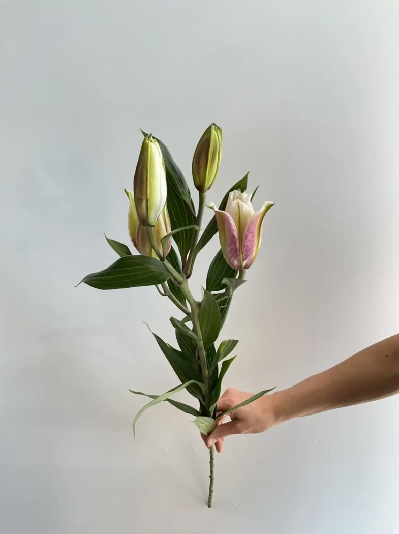 лилия розовая