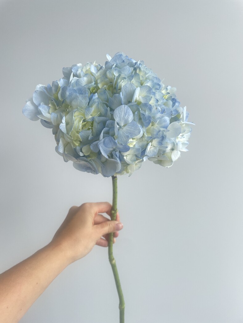 гортензия голубая