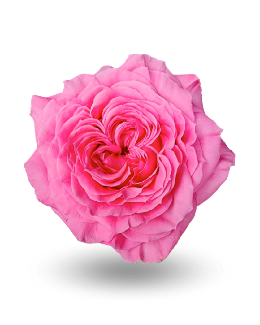 Роза нуадж 50