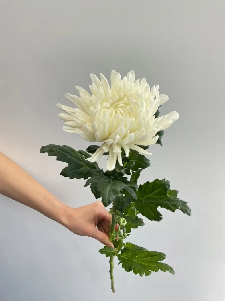 хризантема Антонов