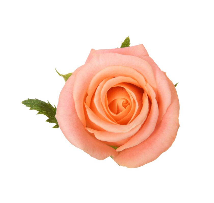 Роза Мисс пигги 30