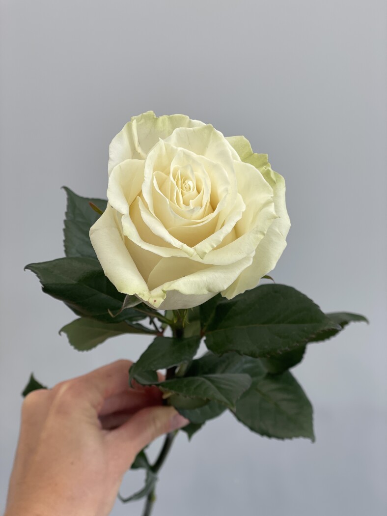 Роза Эквадор Мондиаль 60