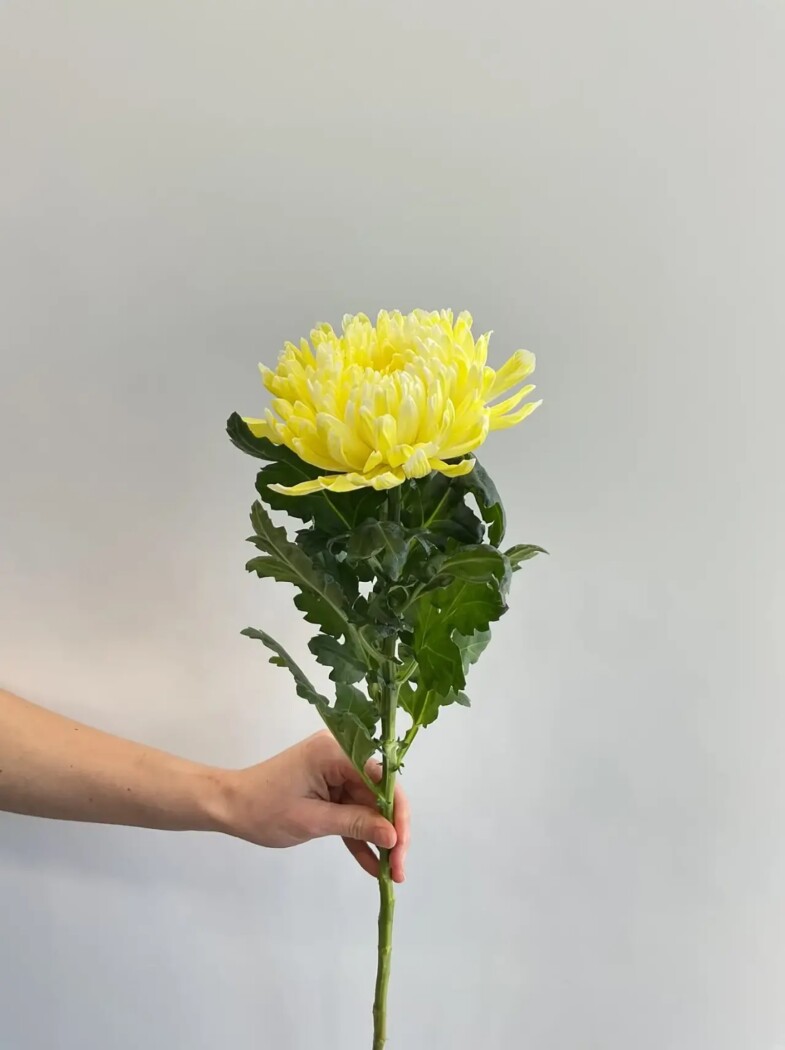 Хризантема одноголовая Антонов желтый