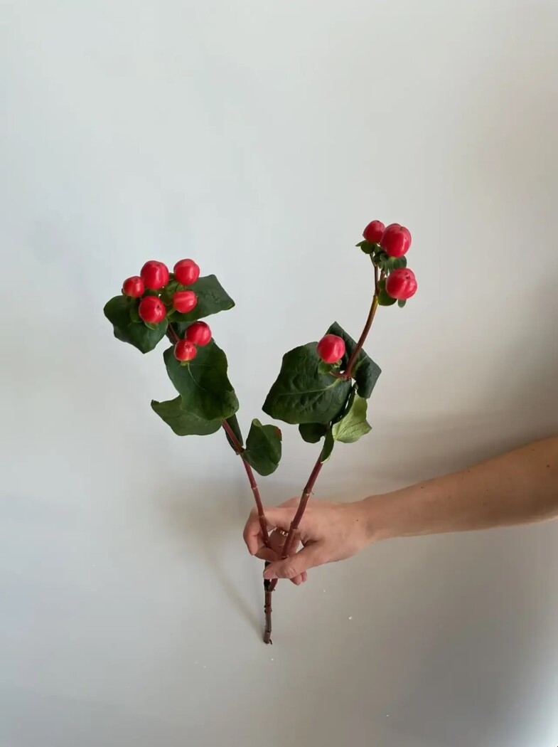 гиперикум микс Китай