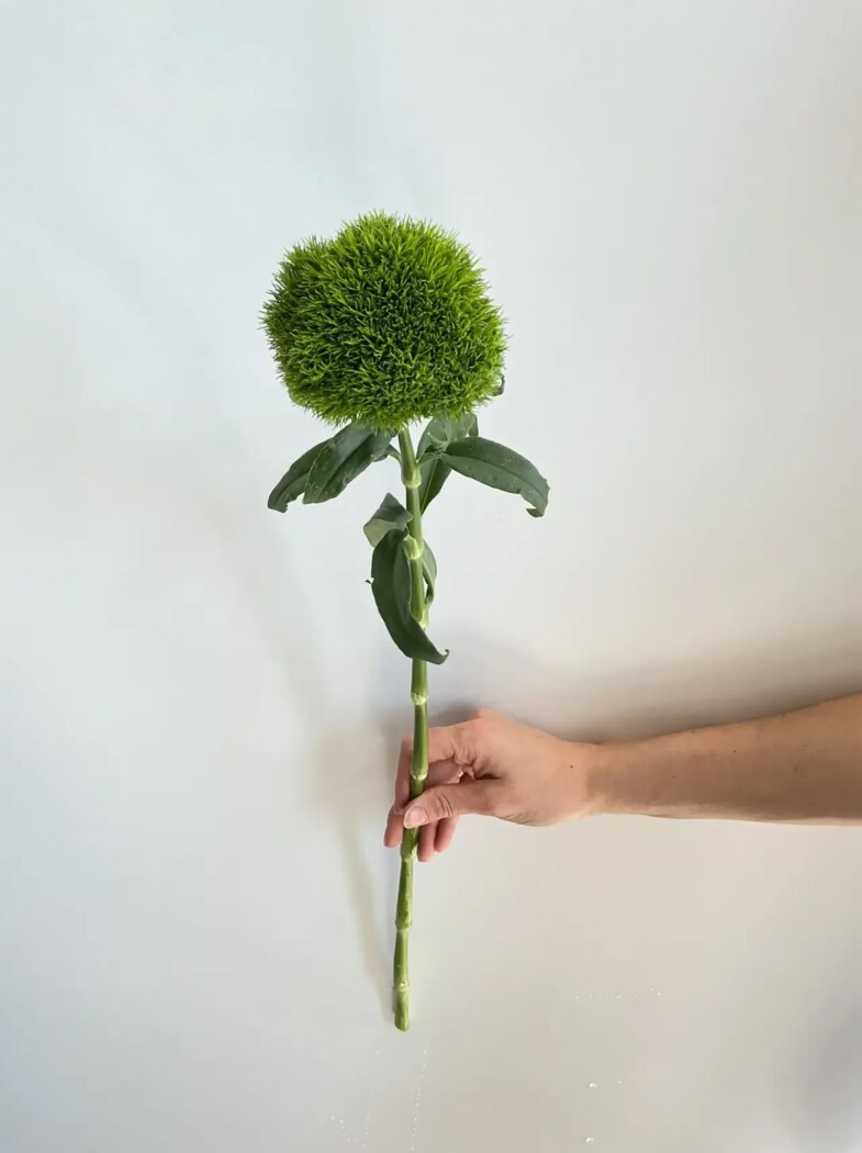 Гвоздика Грин трик