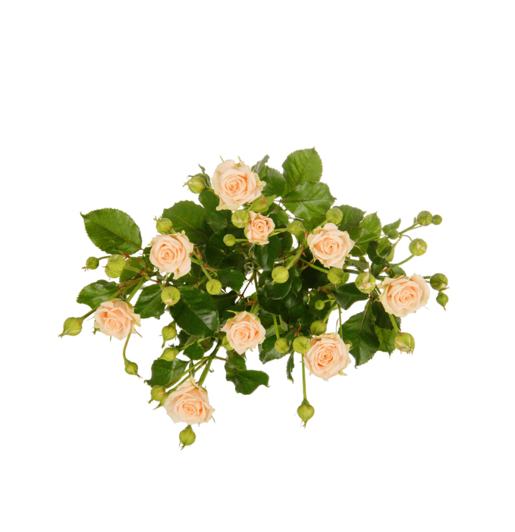 роза спрей Таня 60