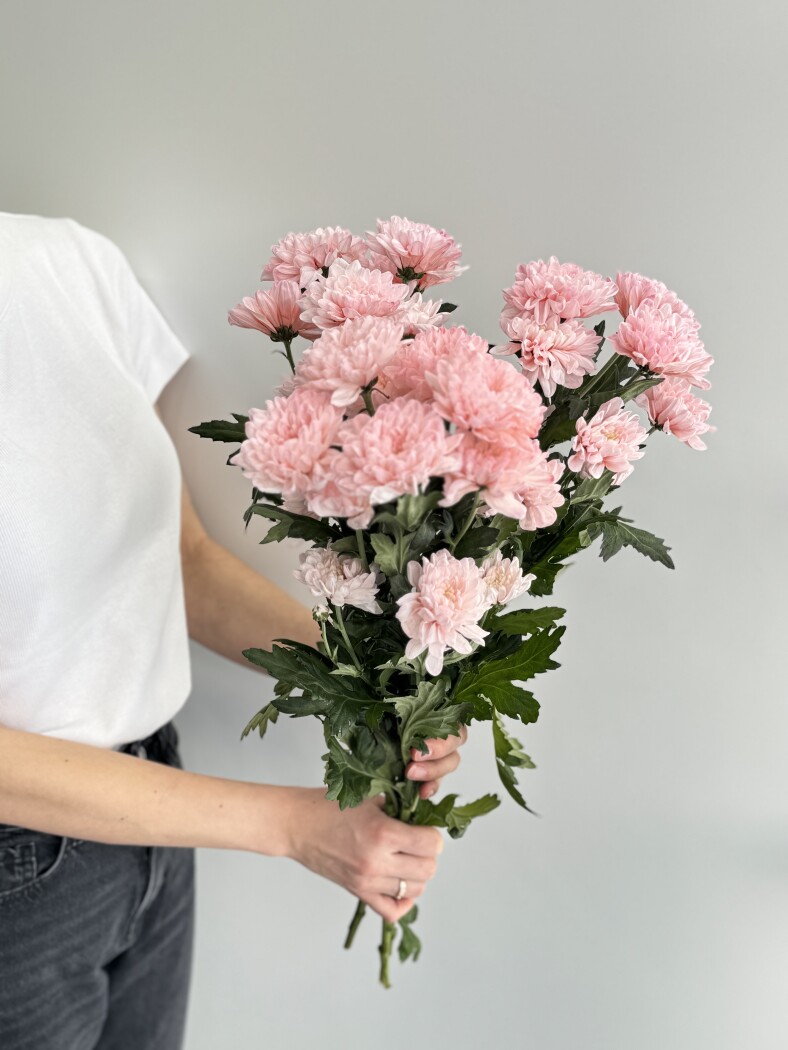 хризантема кустовая балтика нежно-розовая