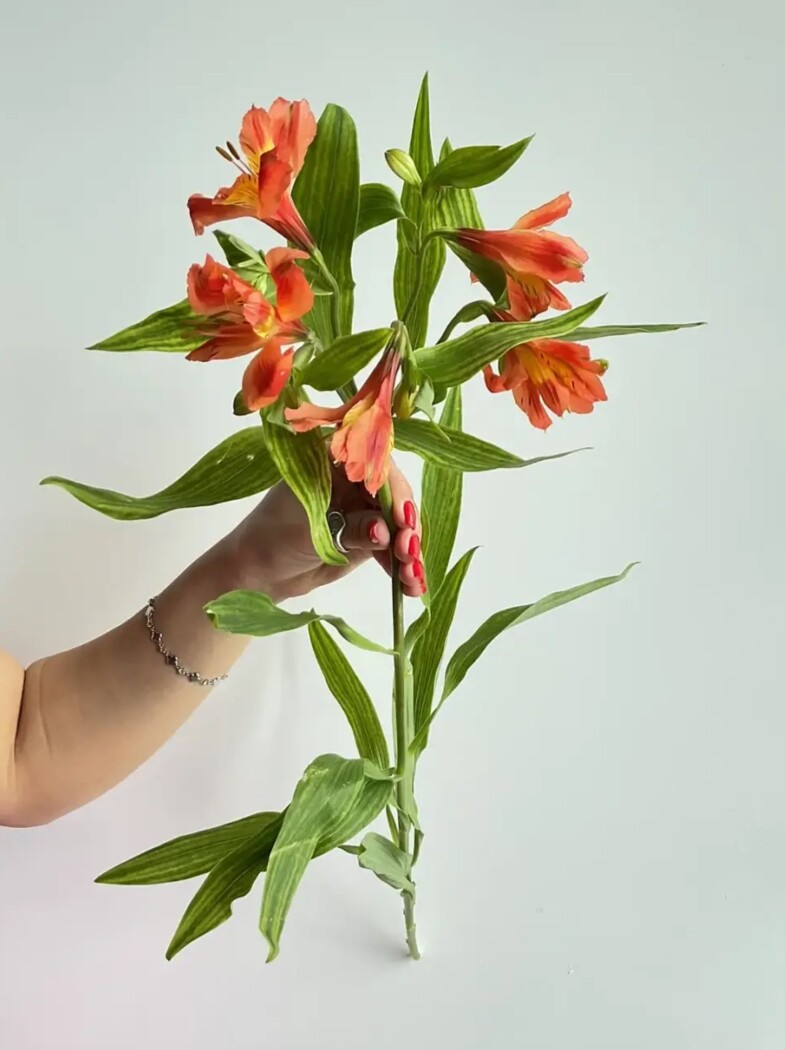 Альстромерия микс