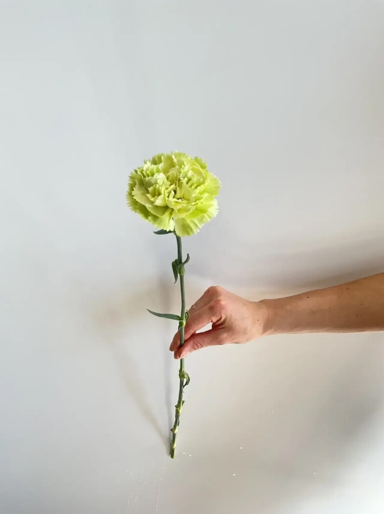 Гвоздика зеленая