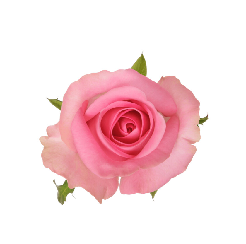 роза ревиваль 50