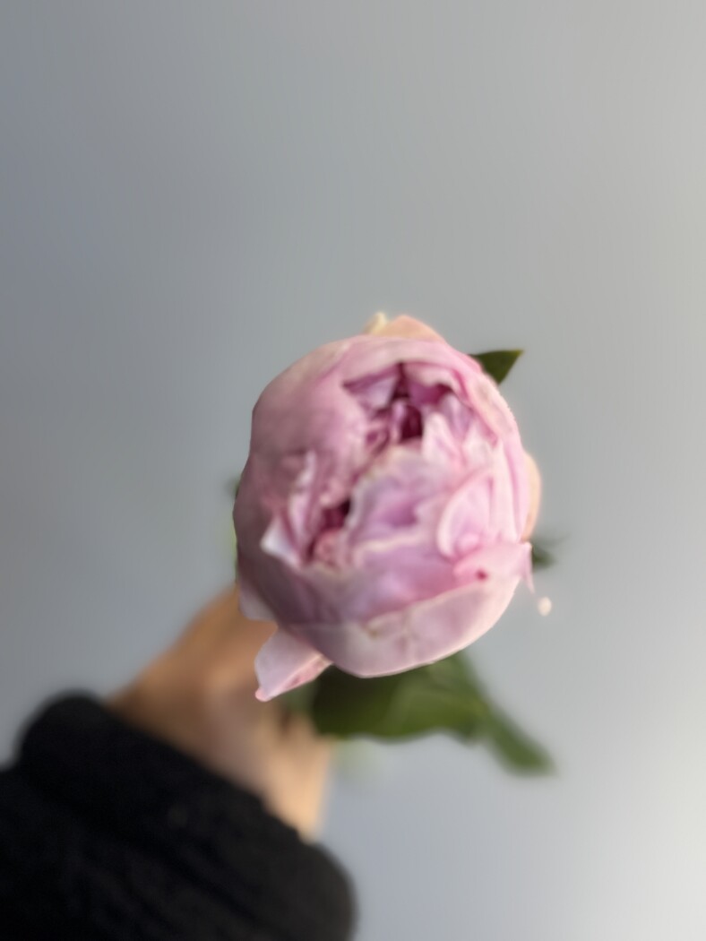 Пион в ассортименте