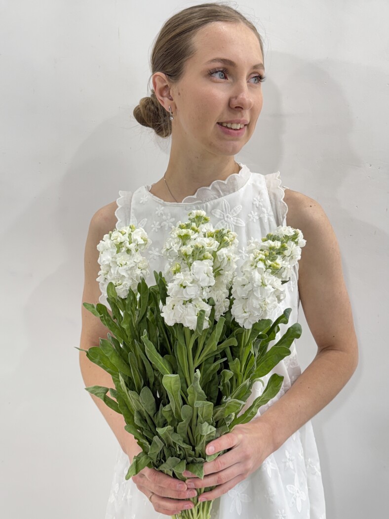 матиола белая