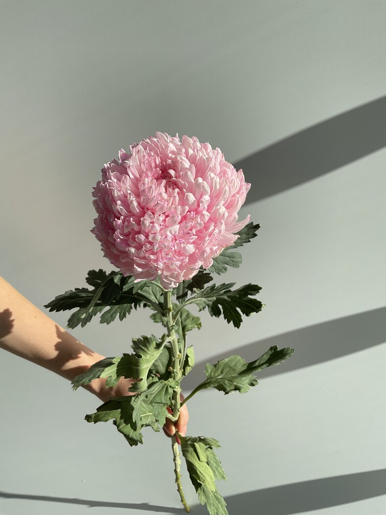 Хризантема одноголовая розовый Магнум Китай