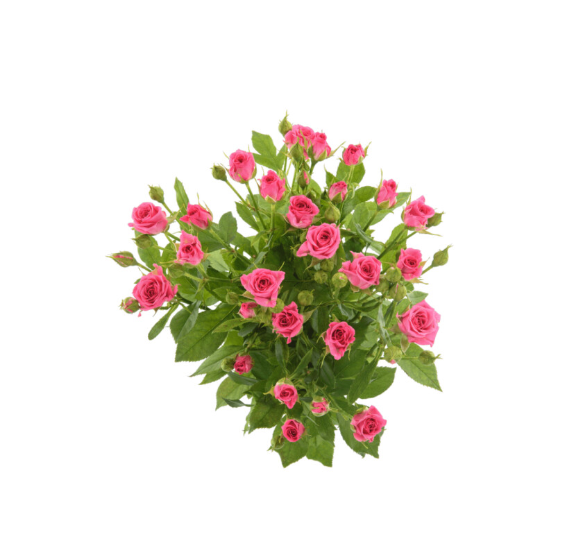 спрей роза лиана 60