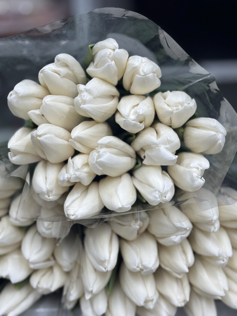 АКЦИЯ ТЮЛЬПАН ОТ 25 штук по 120 руб. 