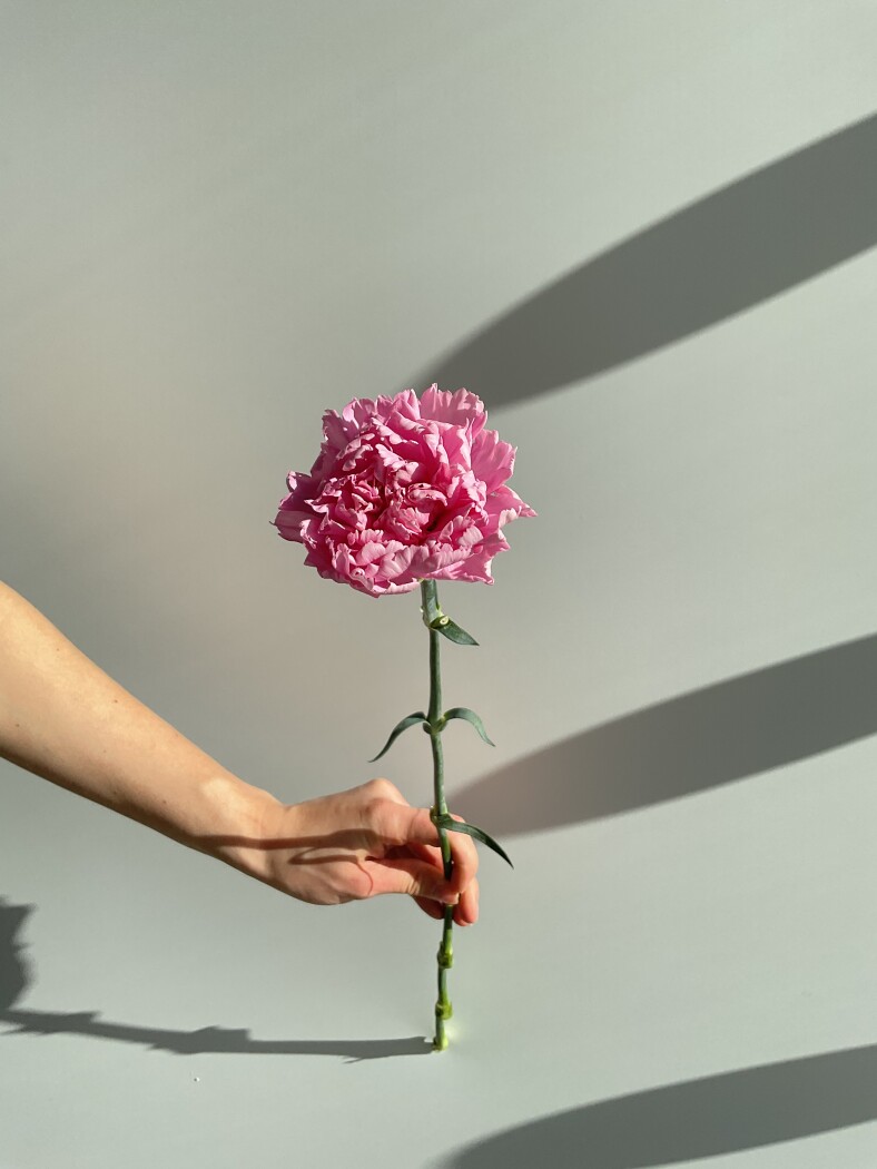 гвоздика одноголовая сиреневая