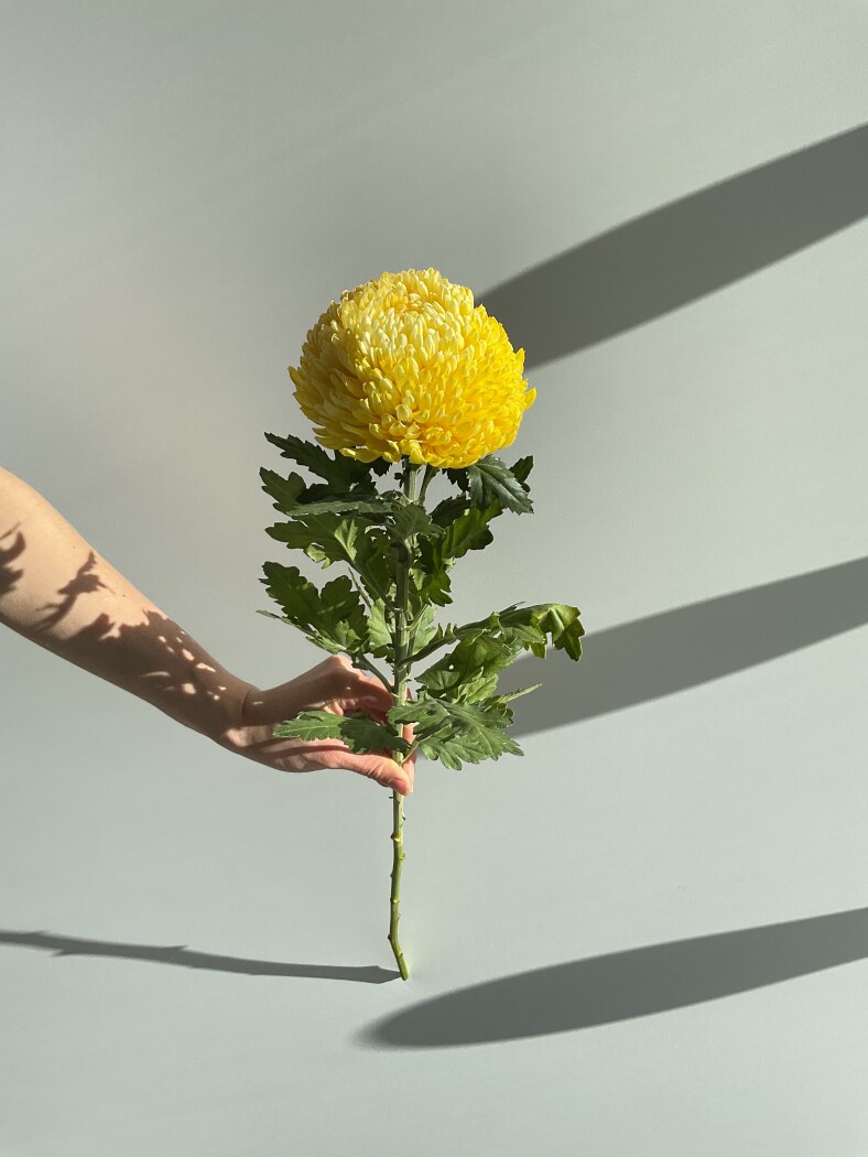 Хризантема одноголовая желтая Магнум Китай