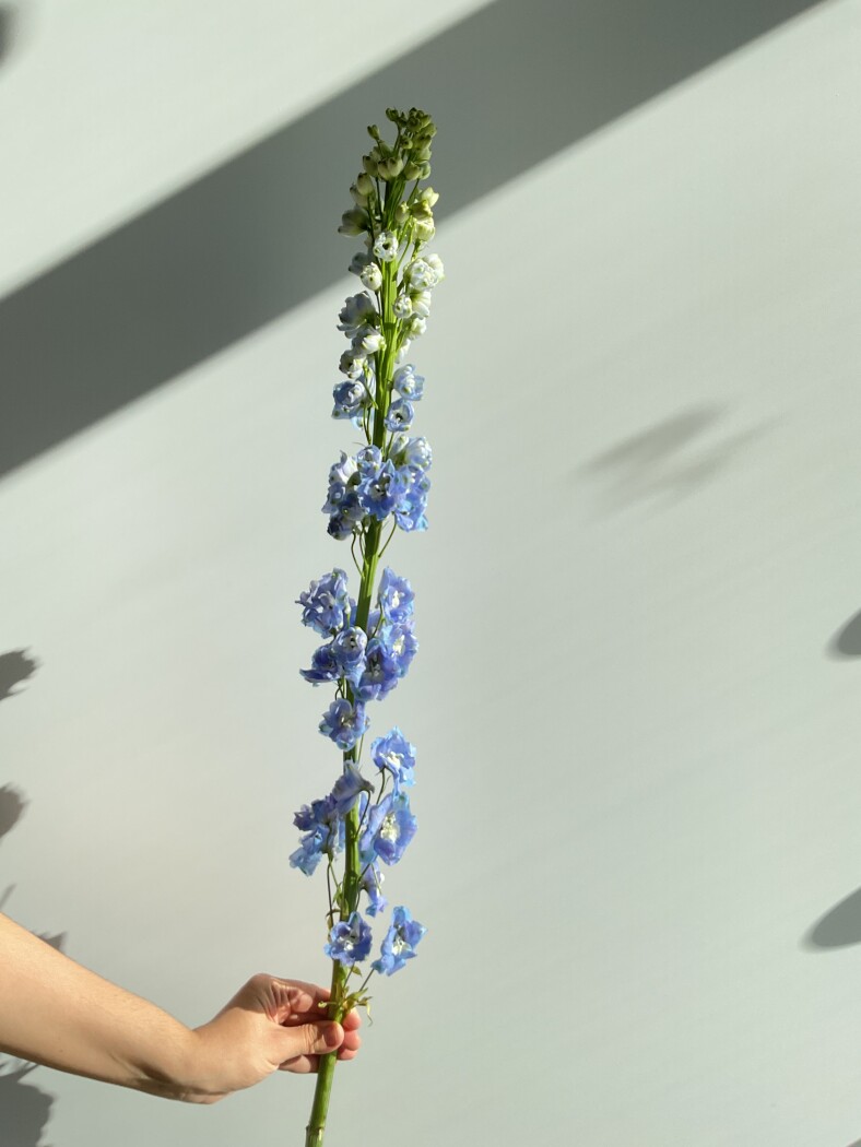 дельфиниум