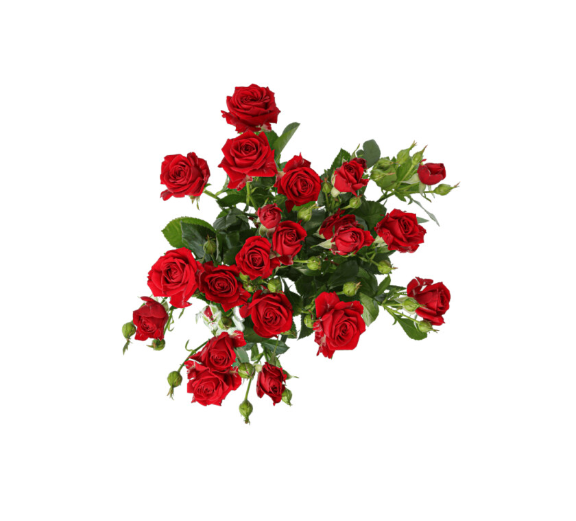 Роза спрей ред димейшн 30