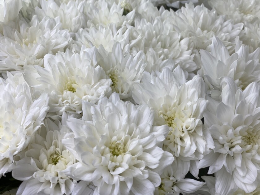 хризантема кустовая балтика белая