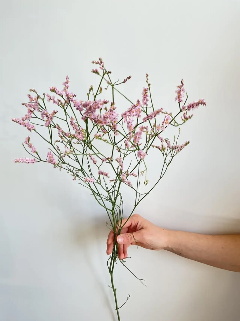 Лимониум микс Китай