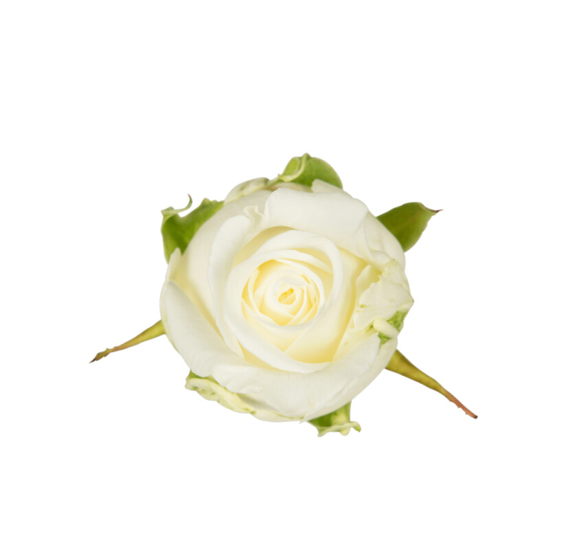 Роза Ноэлия 60