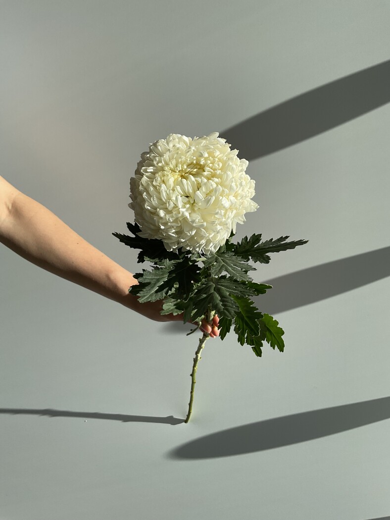 Хризантема одноголовая белая Магнум Китай