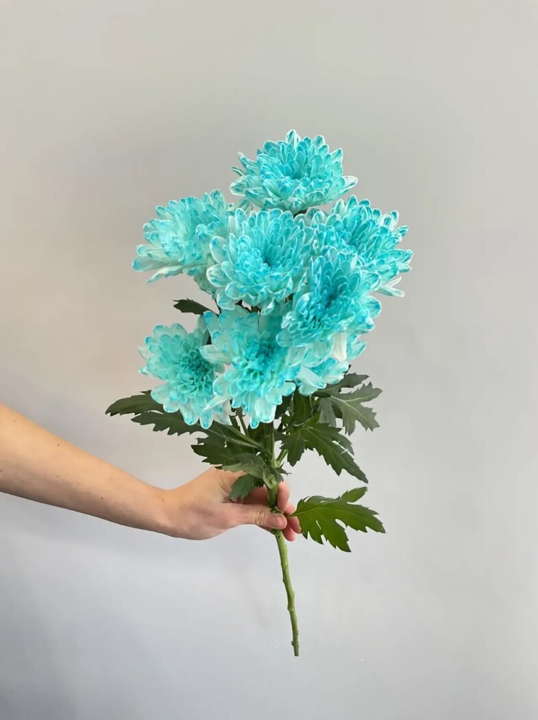 хризантема кустовая балтика голубая